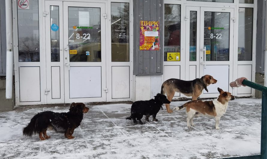 Более 17 тысяч рублей обходится бюджету отлов и двухнедельное содержание бродячей собаки