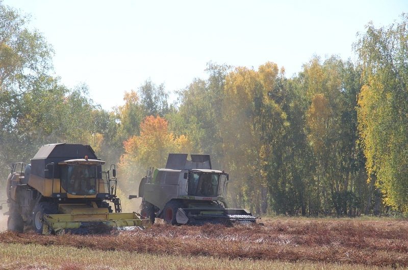 Сельскохозяйственные предприятия Краснозерского района завершают уборочную кампанию