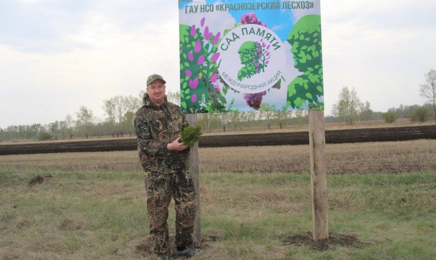 Так рождается новый лес