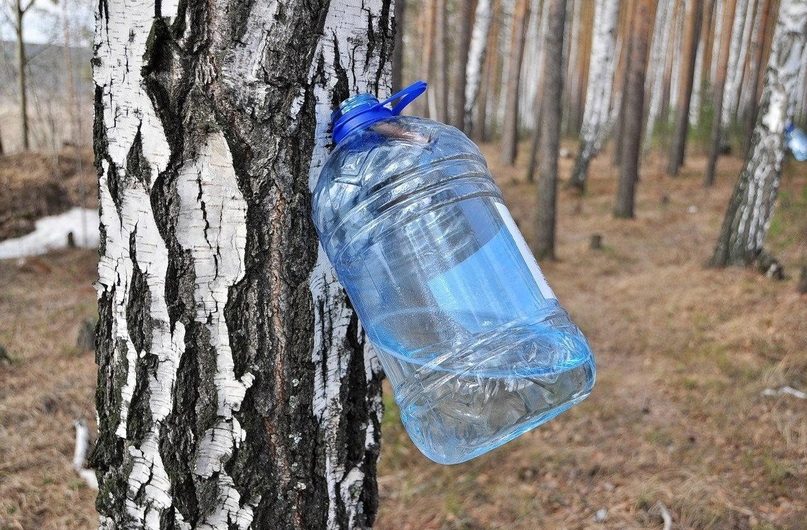 Сокодвижение началось у берез в Новосибирской области