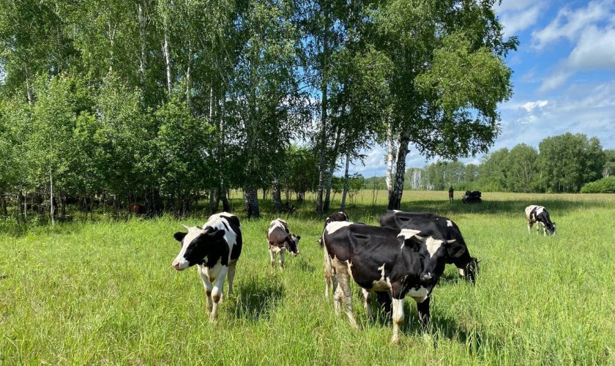 В Новосибирской области коровы стали давать больше молока