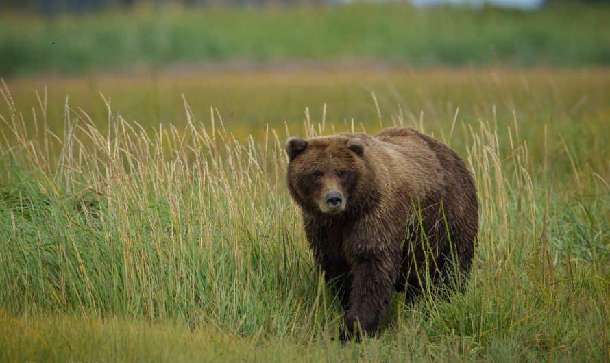 Медведя застрелили из-за угрозы жителям Чулыма