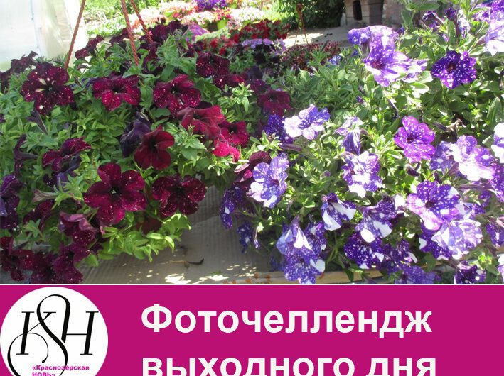 Фоточеллендж выходного дня: “Мои цветы”