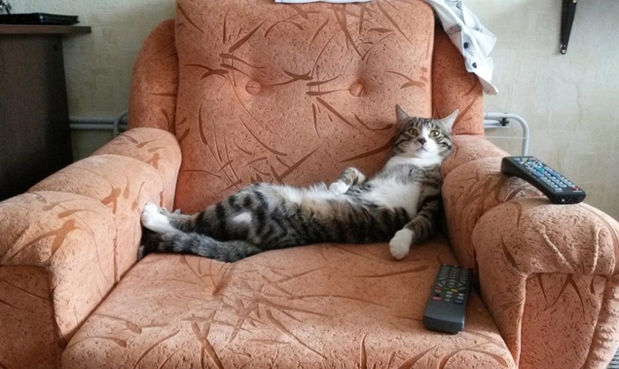 Мужчинам в отпуске и дома хорошо