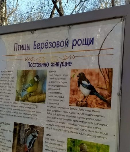 Не все идут в парк Березовая роща гулять, наслаждаться пением птиц и созерцанием хлопотуний-белочек