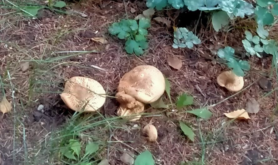 Уж такой нынче год на грибы, что любой кто поехал в лес — обязательно их найдет