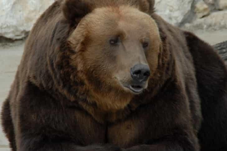 «Просила Всевышнего о милости»: женщина убежала от медведя в Усть-Таркском районе