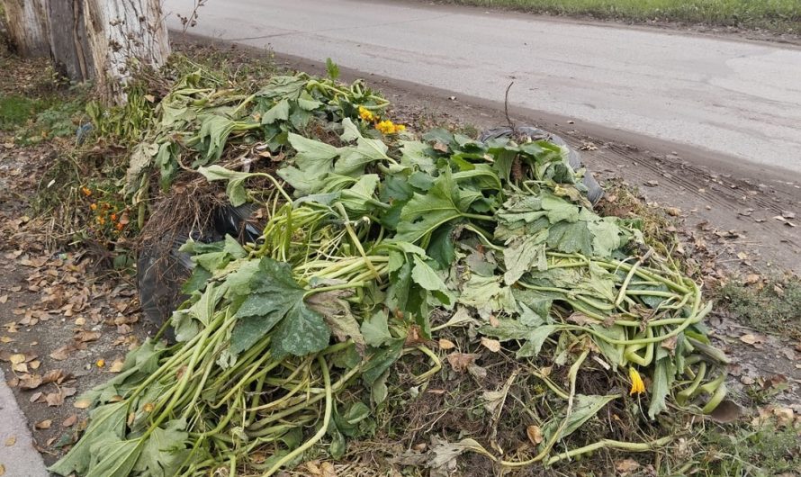 Интересно, почему жильцы дома по ул. Ленина, 24 в р. п. Краснозерское решили, что огородную ботву за них должны вывезти коммунальщики, тогда как остальные краснозерцы делают это самостоятельно. Вот такая куча возле их дома «украшает» центральную улицу райцентра