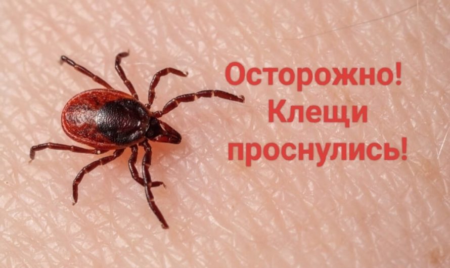 Зарегистрированы первые случаи укуса клеща в этом сезоне