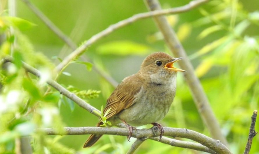 Как давно вы слышали соловьев?Как же удивительно поют эти маленькие птахи