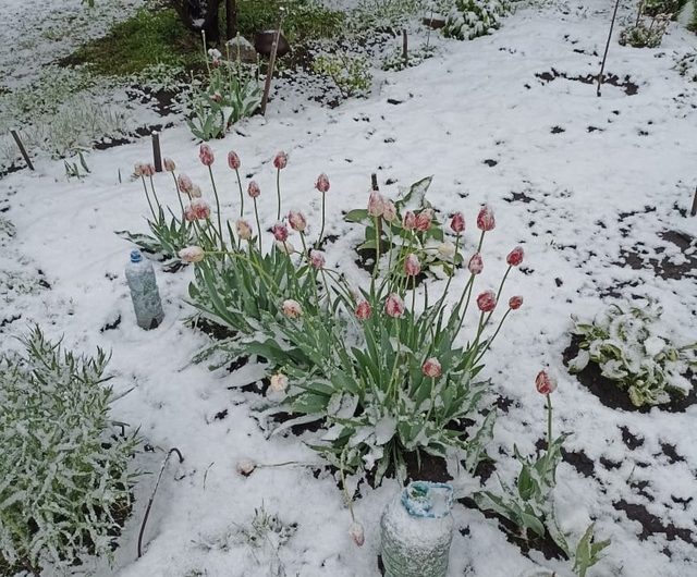 Сегодня в Новосибирской области выпал снег