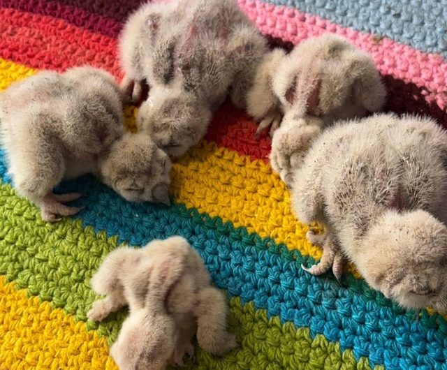 В поселке Октябрьский совы вывели потомство прямо в огороде