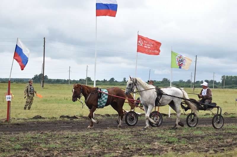 В Краснозерском прошли конноспортивные соревнования