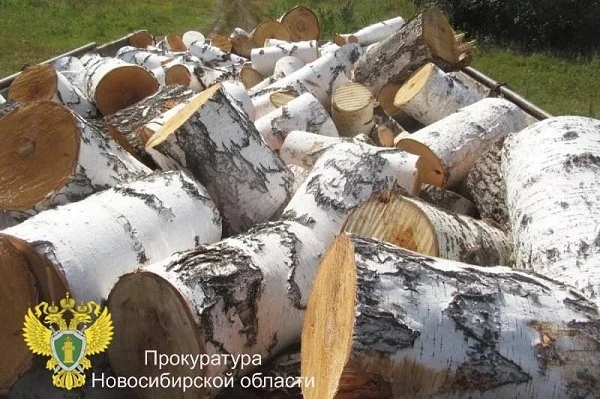 Под Новосибирском мужчина будет два года отрабатывать ущерб от спиленных берез