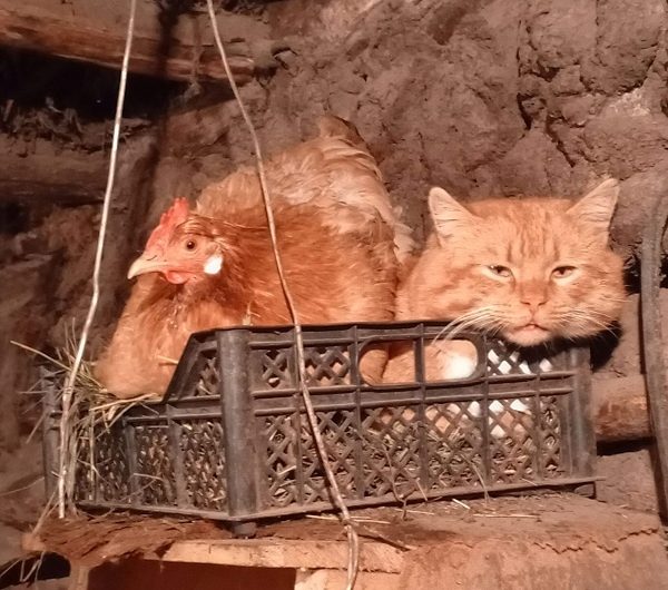 8 августа — Всемирный день кошек, пушистый и мурлыкающий праздник