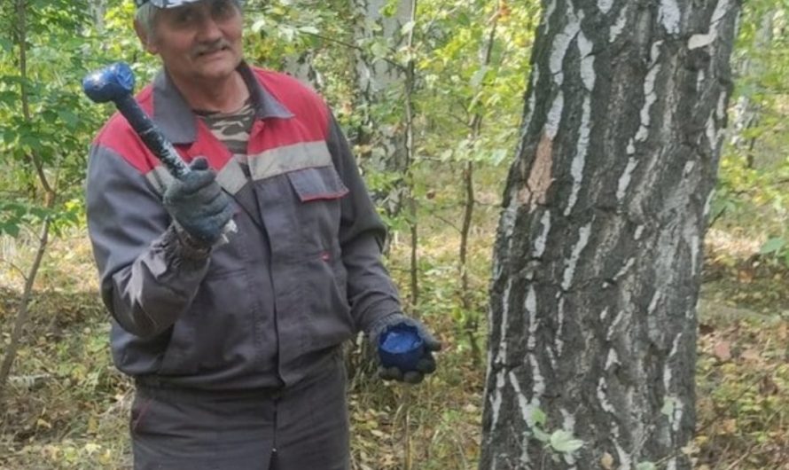 Сегодня День лесного хозяйства и лесоперерабатывающей промышленности