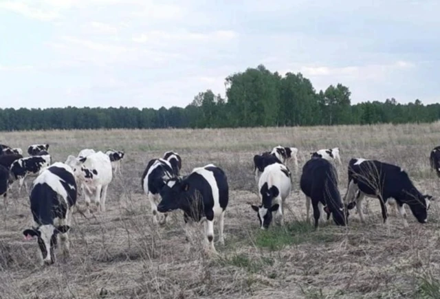 Животноводы района завершили подготовку к зимовке