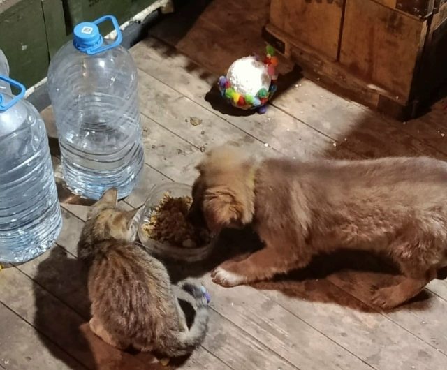 На СВО сердца наших бойцов не черствеют