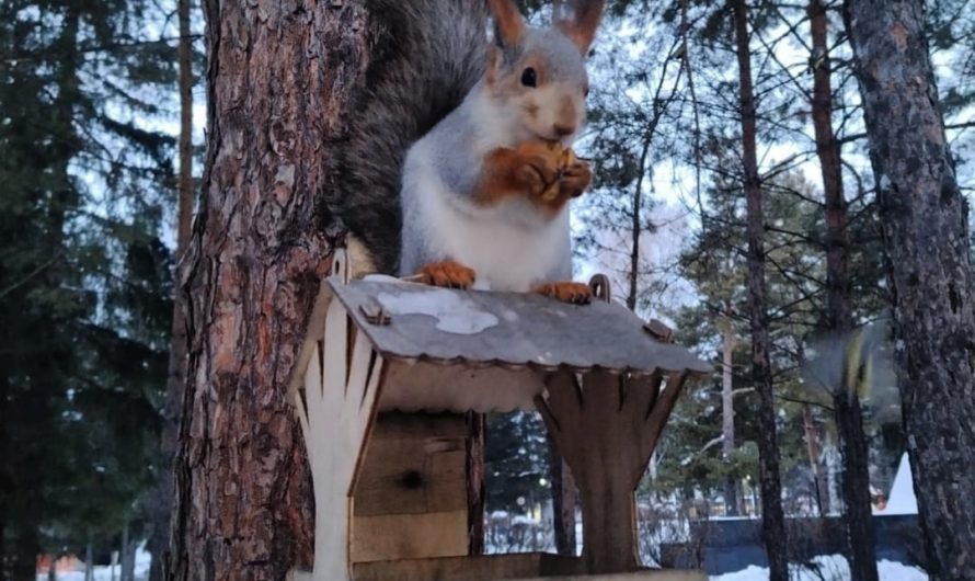 В центральном парке около Краснозерской библиотеки живет белочка, которая каждое утро выходит, чтобы получить угощение от людей