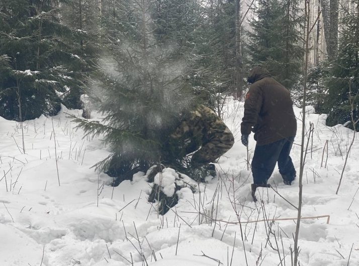 Беспилотники будут следить за заготовкой новогодних елок в Новосибирской области