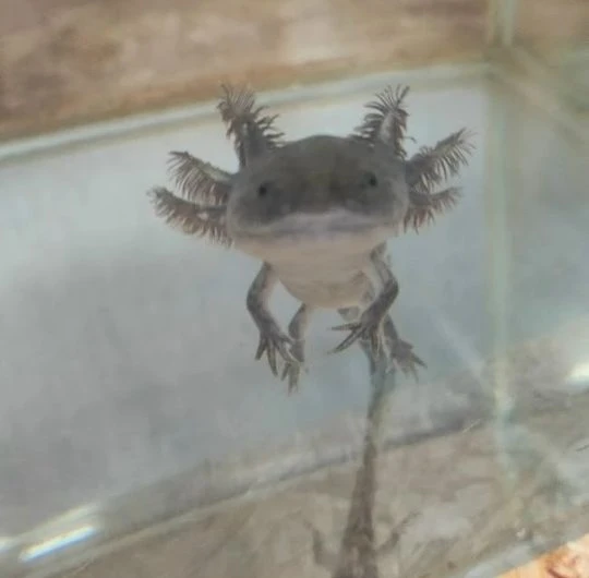 В Доме детского творчества необычное пополнение