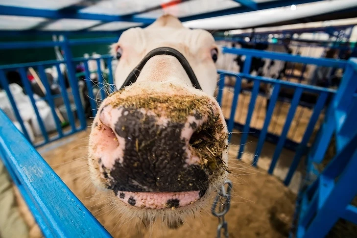 Утратившим сельскохозяйственных животных жителям новосибирской области добавят ежемесячные выплаты