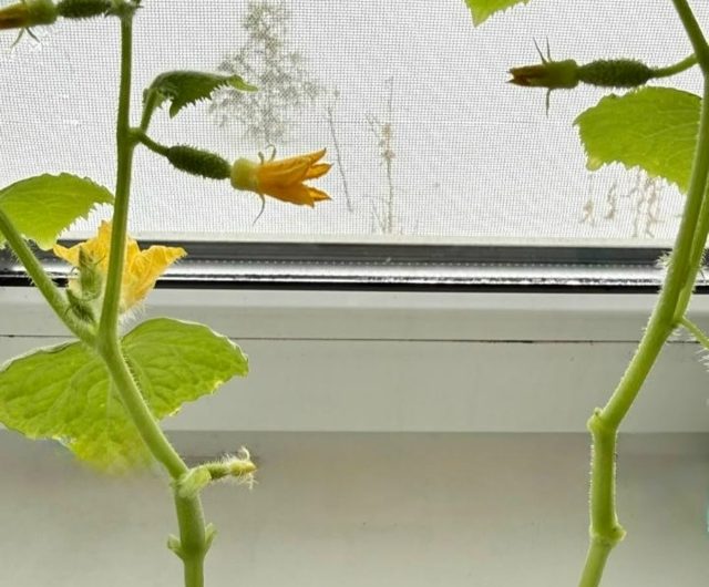 Скоро пойдут первые огурчики