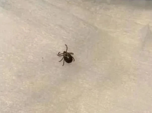 В Новосибирской области раньше срока проснулись клещи