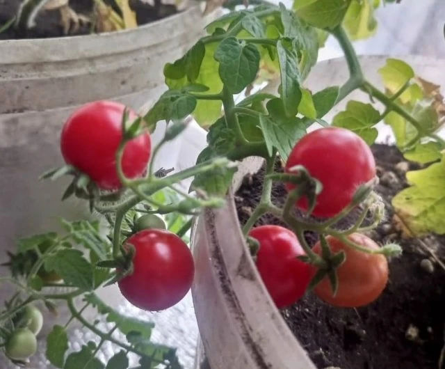 Весна- время собирать урожай!