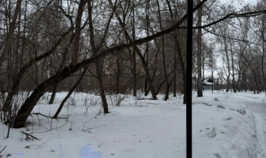 В р. п. Краснозерское в Березовой роще вандалы разбили два фонаря и сломали кормушку для белочек