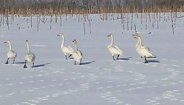 В Краснозерский район прилетели лебеди