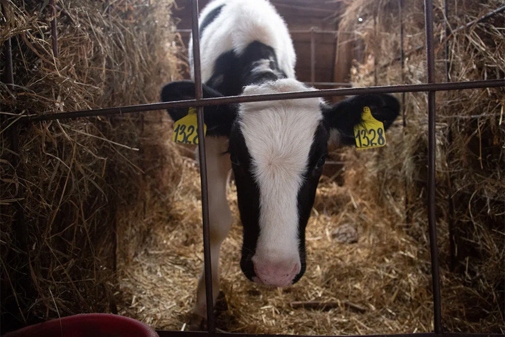 В Новосибирской области объяснили схему компенсаций за изъятый в карантине скот