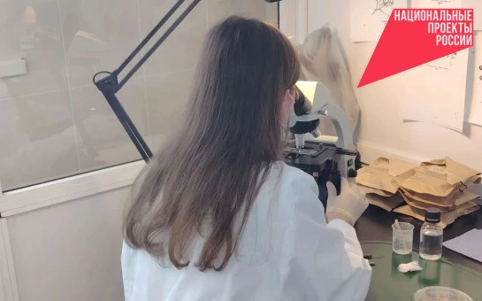 Рекордный страховой запас: Новосибирская область полностью обеспечена семенами для лесовосстановления