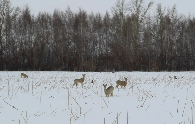 Косулям бы ещё март продержаться