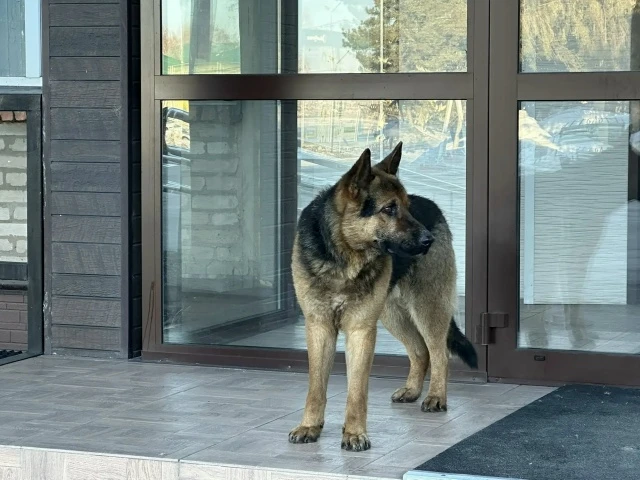 Краснозерцы, кто потерял собаку?