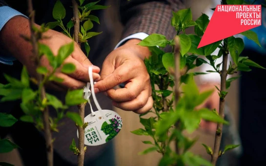 В седьмой раз Международная акция «Сад памяти» объединит жителей Новосибирской области для высадки деревьев в честь погибших в Великой Отечественной войне. Старт мероприятий в регионе запланирован на конец апреля, как только полностью сойдет снежный покров. По традиции, центральное событие акции состоится в мае.