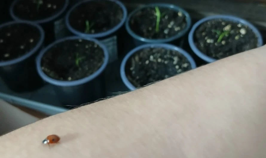 Всю зиму у нас прожила и вот к весне стала активной наша «домашняя» божья коровка