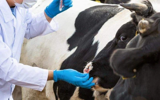 Региональные выплаты социальной помощи жителям региона, пострадавшим в результате изъятия скота, в апреле предоставлены в полном объёме